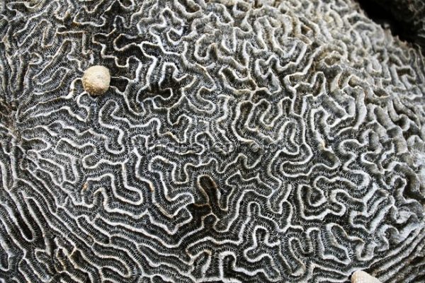andrea-pineros-bijou-contemporain-vegetal-lichen-nature